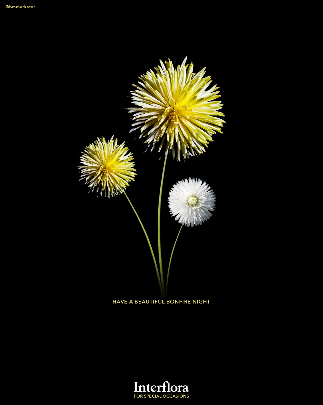 advertising idea for a florist - inspired by Bonfire night