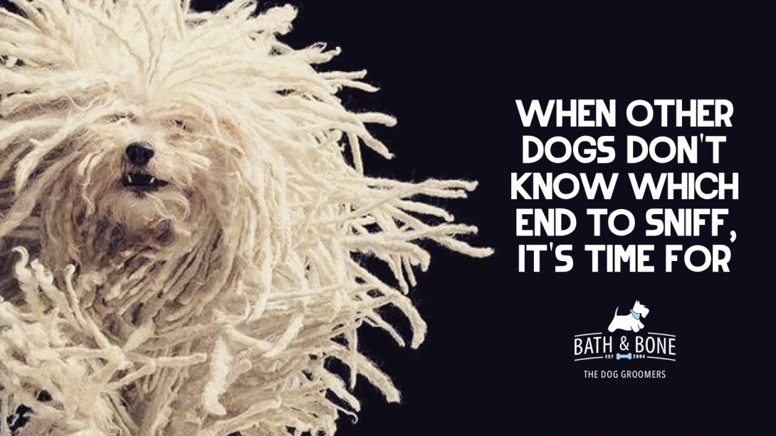 quick advertising concept for a dog grooming parlour - when other dogs don't know which end to sniff