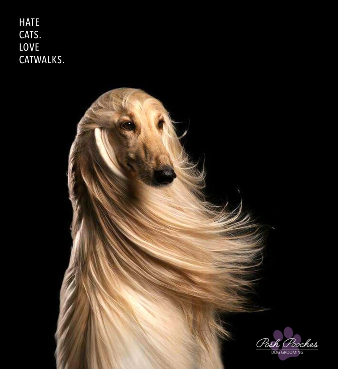 Ad concept for a pedigree dog grooming company